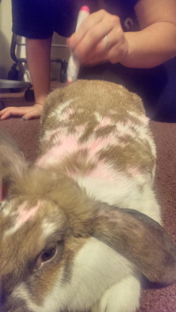 tonyshitstruth's tweet photo. Gettin my hur did (nontoxically) #freshlocks #fab http://t.co/tppKE1jblG