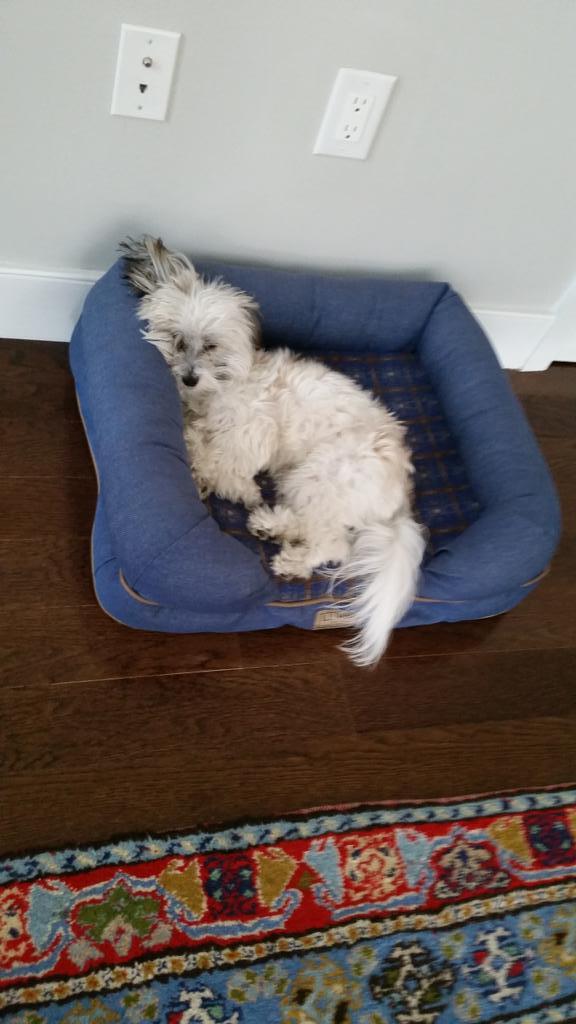 Wake me up when it's Friday. #HumpDay #Puppy #havanese #maltese #Penny #dreamin #currentmood #nycpuppy @CITIPUPS