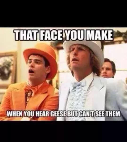 FallinFowl's tweet image. 