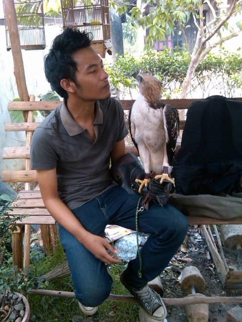 erik_haha's tweet image. kenalin nih partner berburu ane si athena jenis elang brontok light mob @ayamsriwijaya #sfcontest