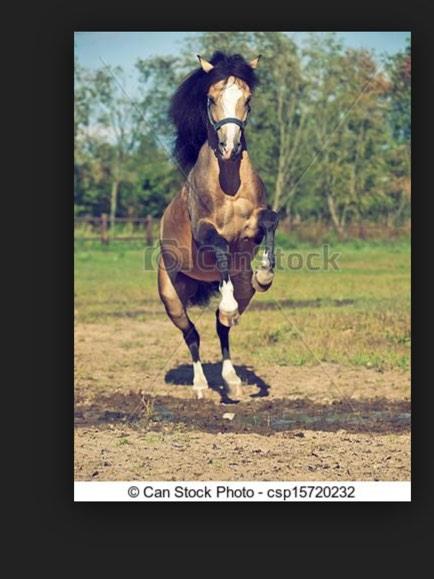 myhorsehavanne's tweet photo. 💕 #pw8 http://t.co/LQVXcXGs7m