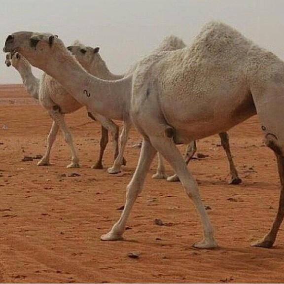 ✨   من منقية الشيخ / مطلق المواط   ✨

   ما شاء الله 💫