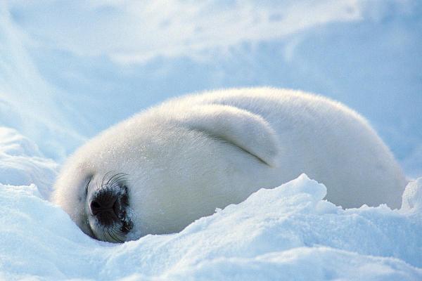 I love arctic seals! #tranquil #withoutacareintheworld