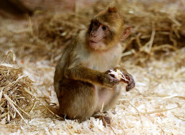 ScottishSun's tweet photo. A troop of 30 monkeys from Gibraltar have arrived at their new home in Scotland. More pics: http://t.co/yykAhd5Dd5 http://t.co/XxwVbmoi4O