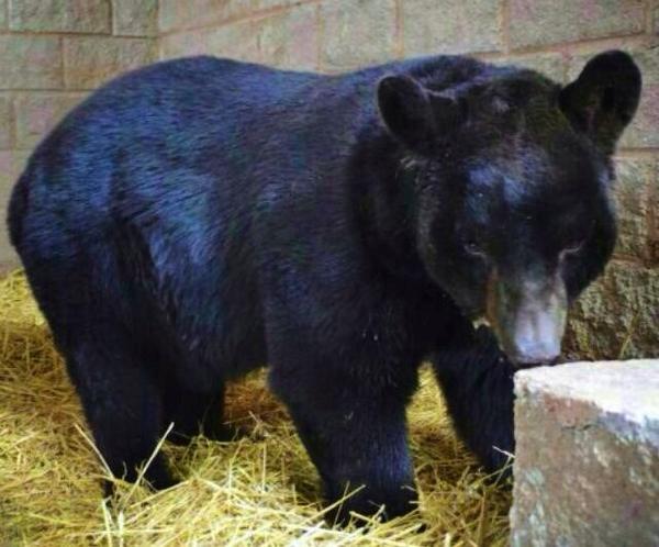DefensaAnimal's tweet photo. #Invictus el oso rescatado fallece https://t.co/YaybNpX78i #RIPInvictus #NoAlMaltratoAnimal #CircosSinAnimales http://t.co/6Vc3qEtqFQ