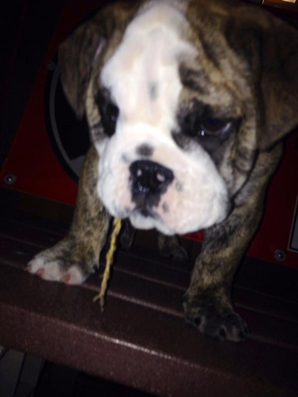 Allison Elise tweet media