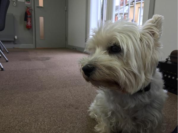 Create_DM's tweet image. We have a special visitor helping us in the studio this week.