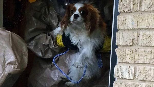 tinapolve's tweet image. This makes me want to cry #ebolapuppy he looks just like Bear.... 😭🐶