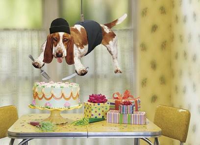 WeAreWoof's tweet photo. OK - it's nearly the final of "Great British Bark Off"  good stuff @LoveProdHouse @sueperkins #GBBOfinal http://t.co/sx1ogfdunB