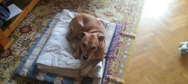 MejoresTwits's tweet photo. "Un país, una civilización se puede juzgar por la forma en que trata a sus animales".  Gandhi #salvemosaexcalibur http://t.co/URp5fqdrME