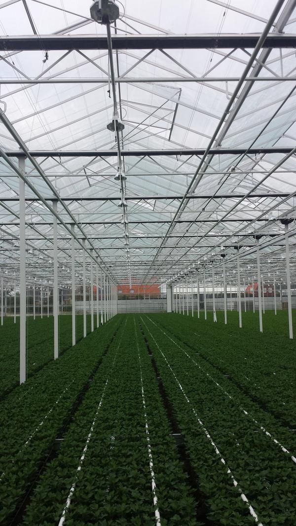 Hortilux Schréder tweet media