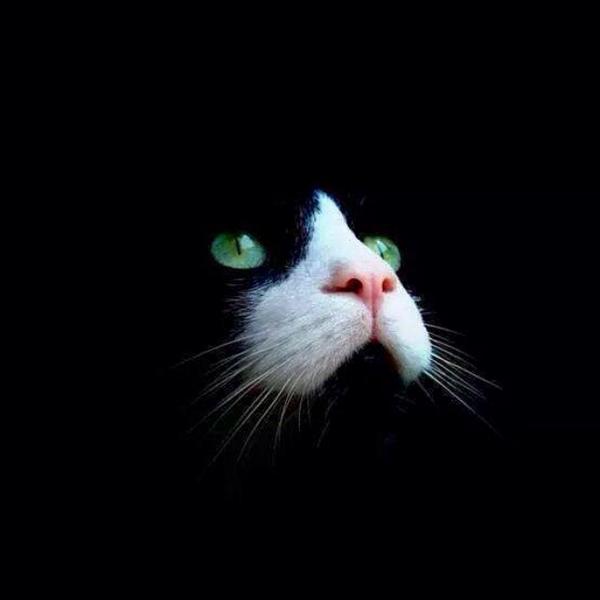 matildehervella's tweet photo. Los animales no son culpables de la incompetencia de los humanos #salvemosaexcalibur http://t.co/nVjIdgjVIY