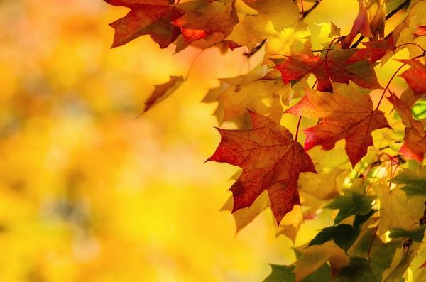 Dales_Tourism's tweet photo. RT @bolton_abbey: The Leaves at #BoltonAbbey are changing.. Autumn is on it's way! http://t.co/8q5DdnWBYg #YorkshireDales #naturetable!