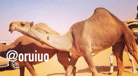✨   لمالكها / عبدالله فرج الغدراء الشيباني    ✨

  ما شاء الله 💫