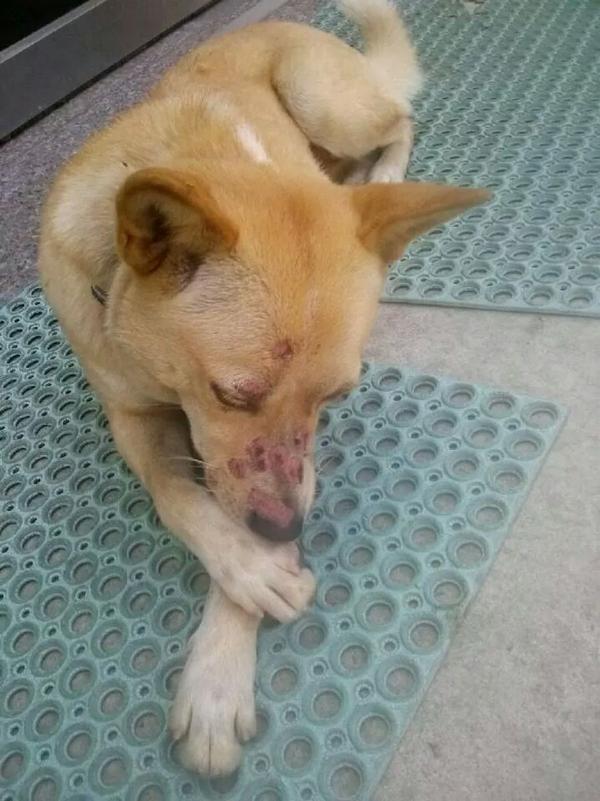 담뱃불로 애완견을…화상 입은 강아지 사진 보니 ‘안타까워’ bit.ly/1sc1ac4