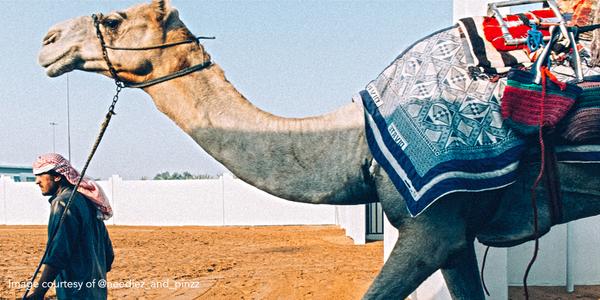 visitdubai's tweet image. One of #Dubai’s most ancient traditions continues for another season at Al Marmoun Camel Racetrack .@Dubai_Calendar