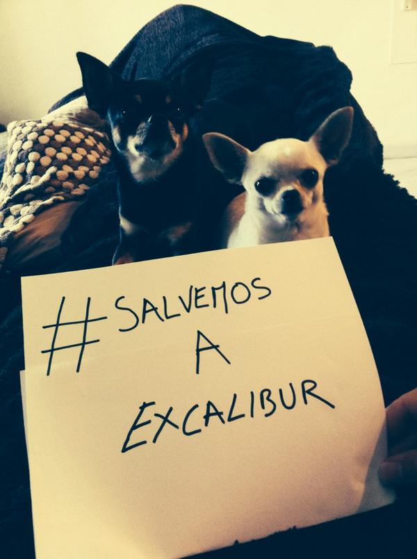 DogsinthecitySP's tweet photo. Marilyn y Elvis tambien han querido apoyar a su amigo, suerte pequeño!. #SalvemosaExcalibur http://t.co/Sm1SekmOgF