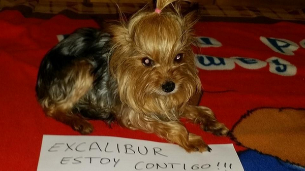 BBCNewsbeat's tweet photo. A campaign's started to save a dog in Spain whose owner has Ebola #SalvemosExcalibur http://t.co/WbpKh9Kxdp http://t.co/HxqQx1LhV9
