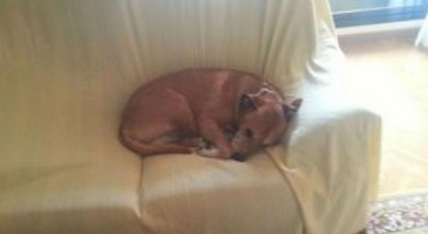 el_pais's tweet photo. Un juez autoriza el sacrificio de Excalibur, el perro de la enfermera contagiada de ébola http://t.co/T5hIajkrJb http://t.co/o241J2cL0m