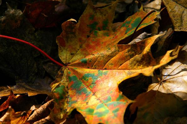 valphoto's tweet image. vals pics from Killarney in Autumn celebrating the Adventure World Travel Summit in Killarney Convention.