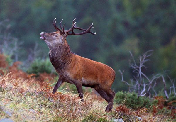 valphoto's tweet image. vals pics from Killarney in Autumn celebrating the Adventure World Travel Summit in Killarney Convention.