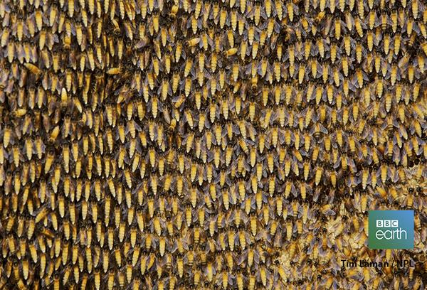 So this is why honey bee nests get so big: bbc.in/1vvaTJi