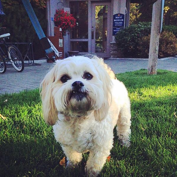 One of our favorite residents stopping by for his daily treat :) #inbend