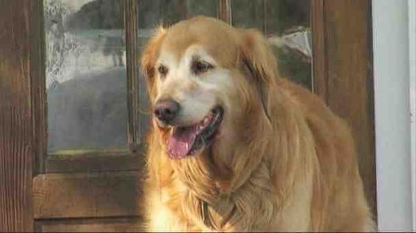 RescueHelper's tweet image. Rescued Dog Saves Sleeping Family From Fire abcnews.go.com/US/rescued-dog… FANTASTIC STORY #Dogs ALWAYS #AdoptDontShop