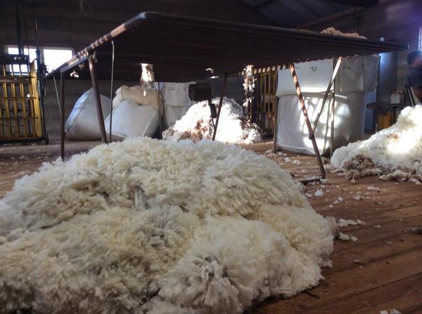 andyhann1's tweet photo. Remnants of the day #cutout #ramswool #donedeal Catchya #shearing14 http://t.co/e87EbO6Hhq
