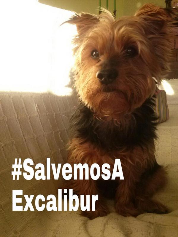 Lauu_alb's tweet photo. Nano también quiere dar su apoyo a Excalibur #SalvemosaExcalibur http://t.co/wc6AnlL2XF