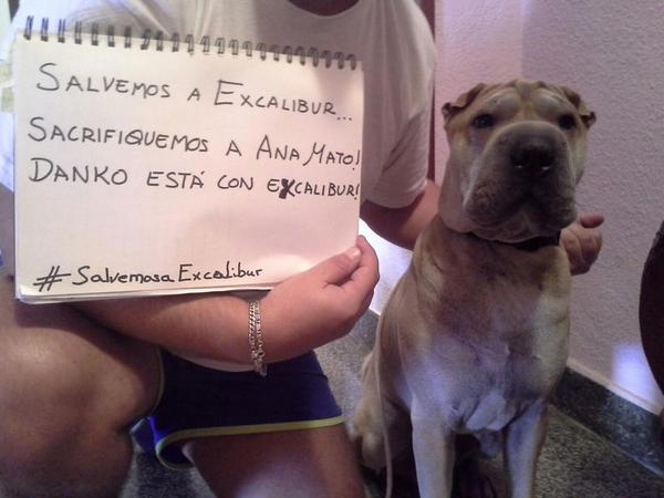 eldeivit77's tweet photo. Danko, con #Excalibur! Que no paguen los animales, la incompetencia humana! #SalvemosaExcalibur #SalvemosAlPerro http://t.co/R8i4gquCe8