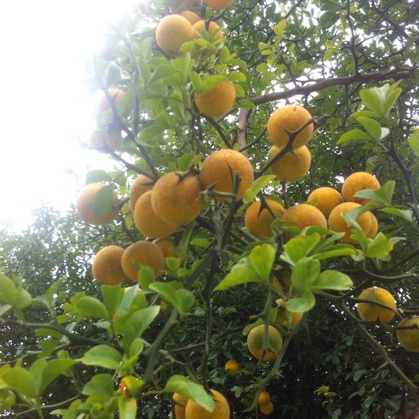 TypeWriterPub's tweet image. Beauty in nature.