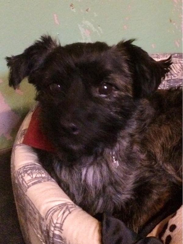 deDierenstee's tweet photo. Hondje Jacky is inmiddels weer bij zijn baasje. Jacky was uit de tuin weggenomen. http://t.co/Xsa6e4YVFK