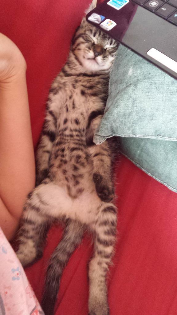 Donne petit chat tres mignon contre de bons soins