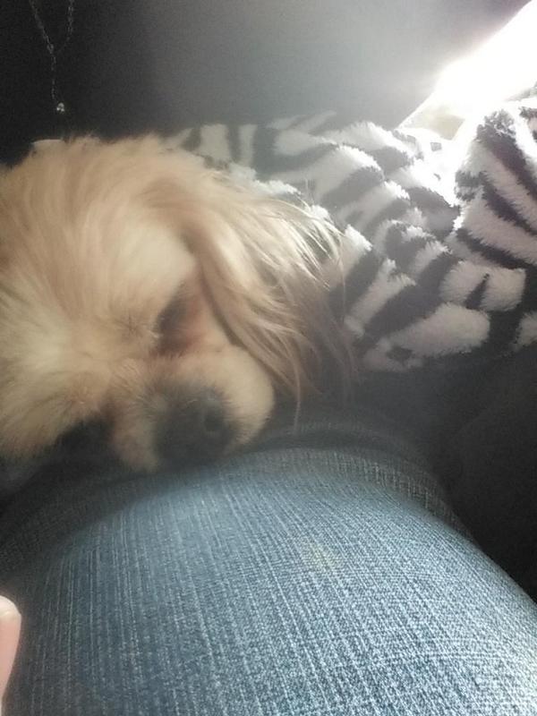 tkb66's tweet photo. I got wet and cold in the rain this morning, so mummy snuggled me up in her dressing gown on her lap.
#DivaDreams http://t.co/houZ3rMt15