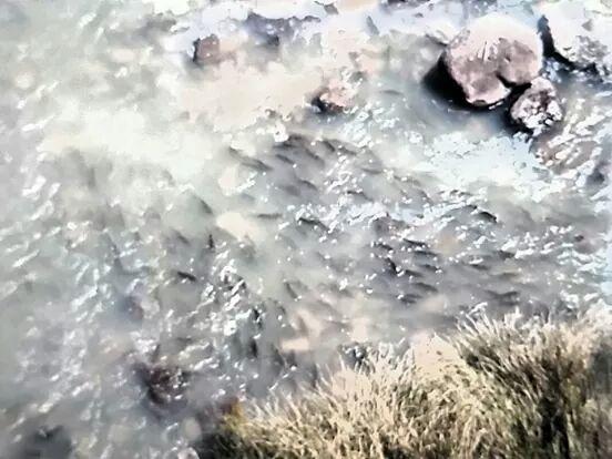 HunterFisherSA's tweet photo. #Yellowfish spawning . #flyfishing #southafrica #safari http://t.co/GfmEvxPBoN
