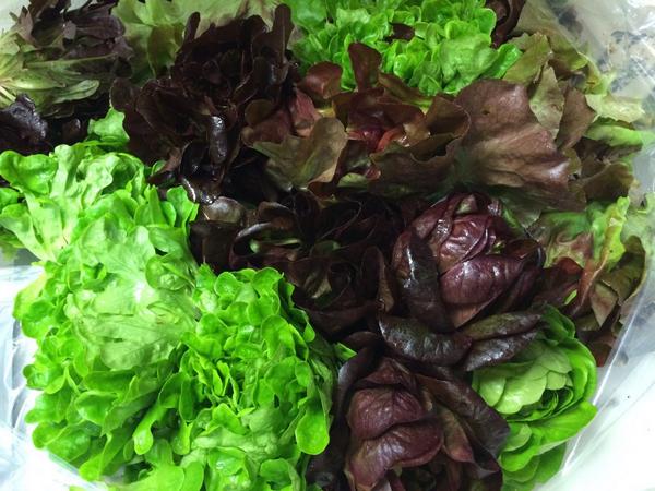 SixPlates's tweet photo. Only @FourLeafFarm can grow lettuce that looks like flowers... Consistently humbled by the quality of our friends :) http://t.co/pkE65owUyP