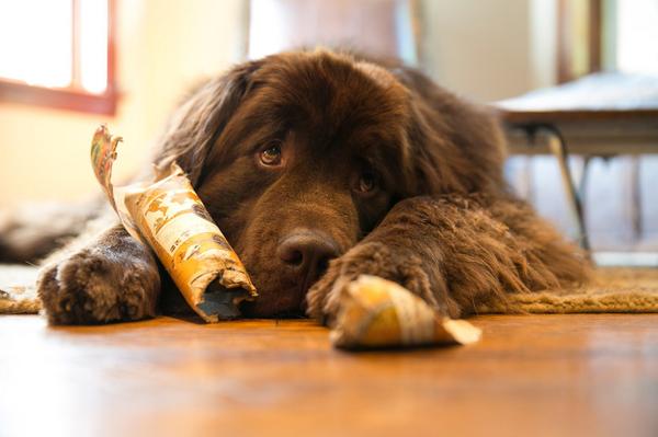 silkbug's tweet image. Good morning. Trying twitter after two failed attempts to like it in the past. #humphreythenewfie #newfoundlanddog