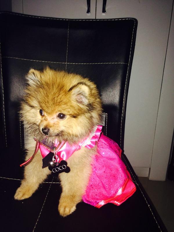 HelloCoco_'s tweet photo. Thanks Versace for my lovely gown. Love it 🎀 http://t.co/pnq4w60pWt