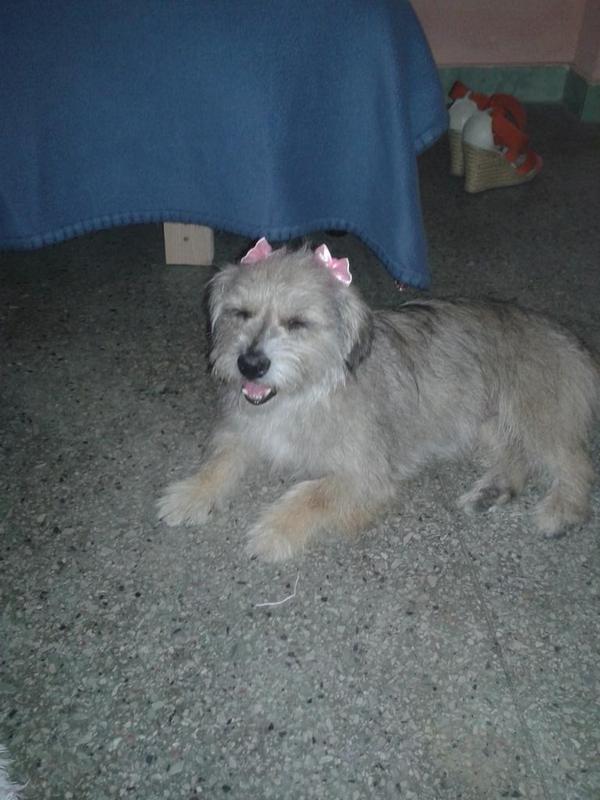 EvandroSaid's tweet photo. A mais nova integrante da minha casa linda lalinha http://t.co/Z37KlThd5O