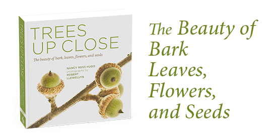 timberpress's tweet image. Get a closer look at Trees Up Close
Follow &amp;amp; RT to win a copy!
US/Canada only | Ends Oct 10
#nature