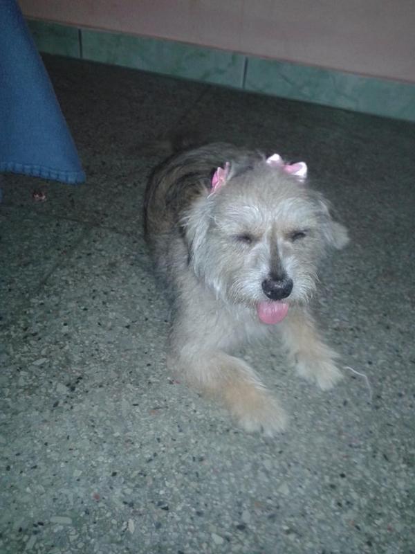 EvandroSaid's tweet photo. A mais nova integrante da minha casa linda lalinha http://t.co/Z37KlThd5O
