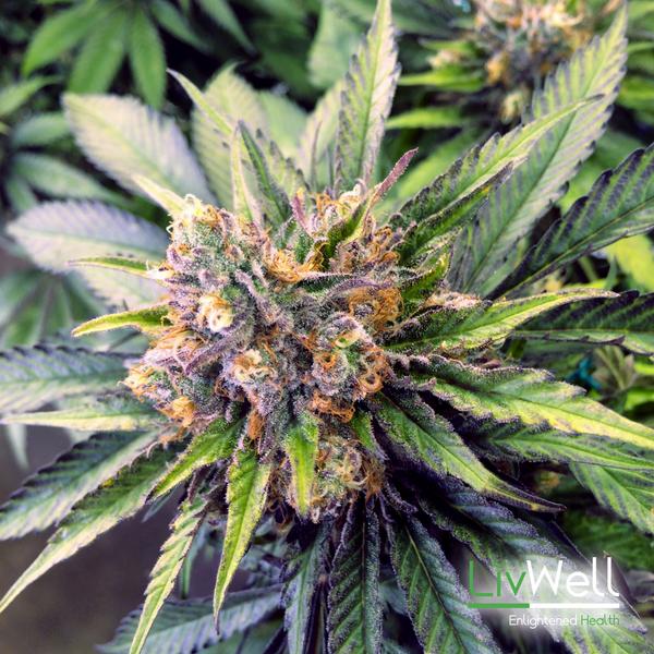 LivWellCannabis's tweet photo. Medocino Purps #LivWellCannabis http://t.co/vvF9rQ1ruG