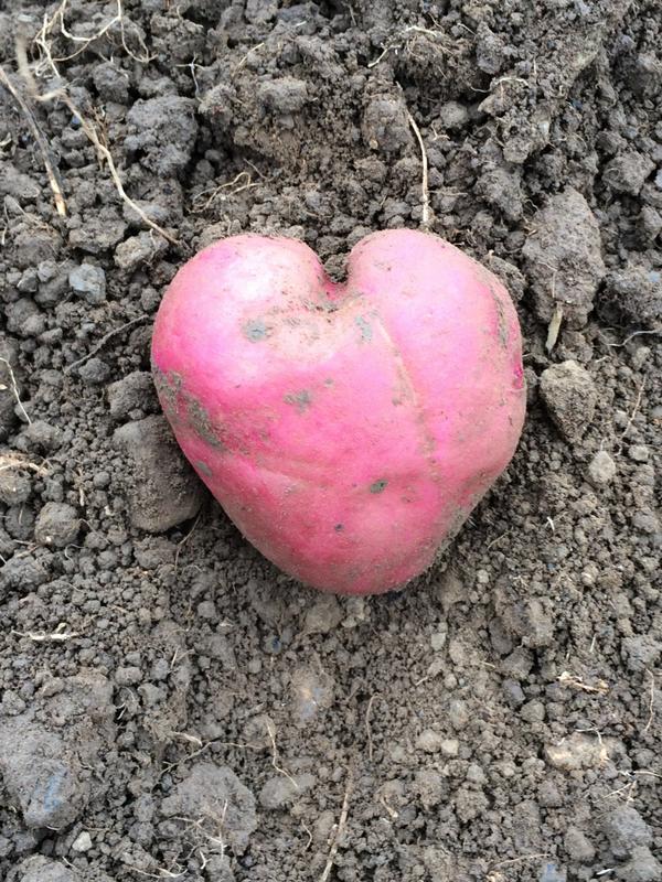 blasytir's tweet photo. It #PotatoWeek! Show a little love for potatoes! #LovePotatoes #WelshPotatoes http://t.co/ePbj5XJFFL