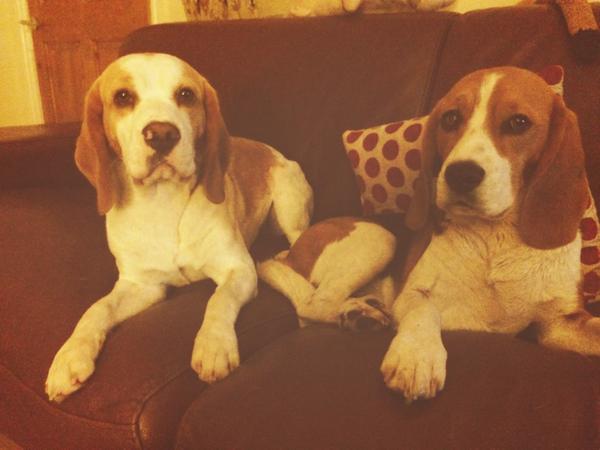 Who ever said beagles were badly behaved check us out posing for photos #goodboys
