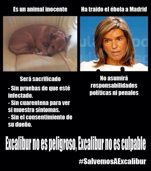 ecorepublicano's tweet photo. "Un país, una civilización se puede juzgar por la forma en que trata a sus animales".  Gandhi #SalvemosaExcalibur http://t.co/XQjbFqPnLu