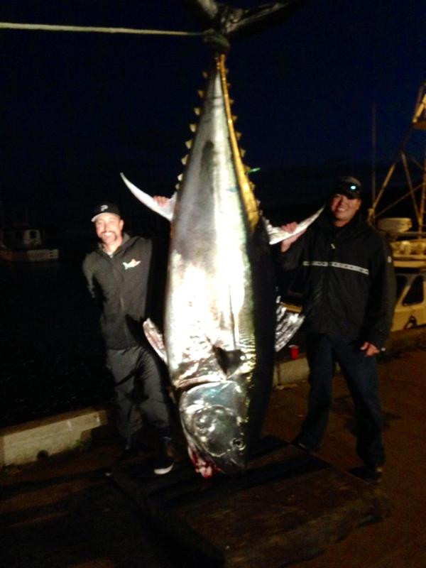 TunaAdventures's tweet image. Our tuna this year. #TunaAdventures @PelagicGear