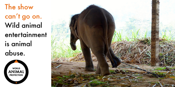 MoveTheWorld's tweet photo. You can let tourists know the truth about elephant rides #BeforeTheyBook. Find out how: http://t.co/ZWgAJpIBdg http://t.co/JmoWqUbm2B