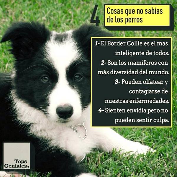 CambiosPipe's tweet photo. 4 cosas que no sabias de los perros. http://t.co/jqgZOBVveL