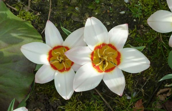 when2plant's tweet image. Oktober: flowerbulb planting time! See our table for suitable types.
when2plant.com/flowerbulbs/